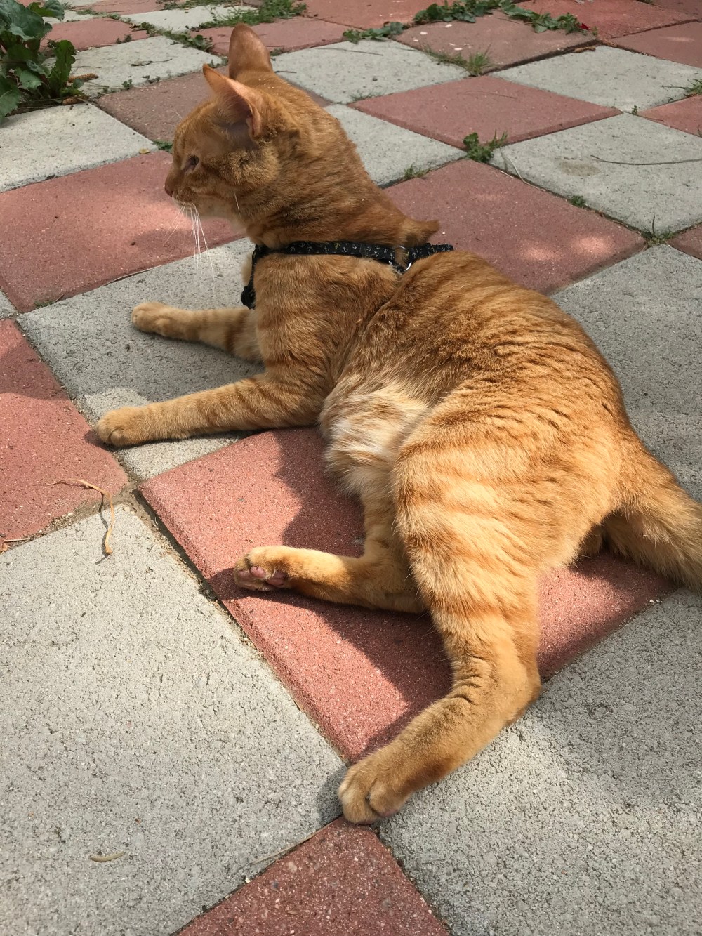 67BFBC6C-6B00-4615-B058-8268BE37AB97